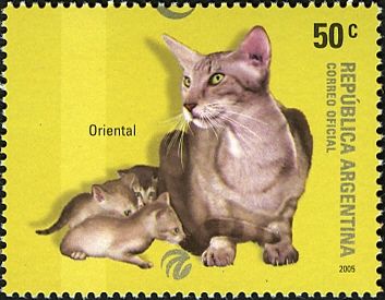 Oriental Shorthair (Felis silvestris catus)