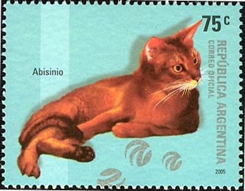 Abyssinian (Felis silvestris catus)