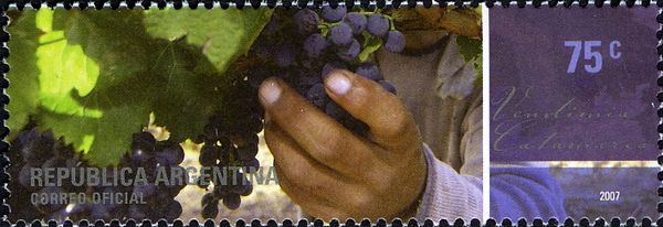 Catamarca - Vendimia - Syrah