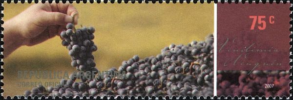 Neuquén - Grape Harvest - Pinot Noir