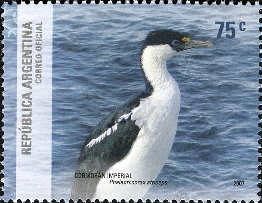 Imperial Shag (Phalacrocorax atriceps)