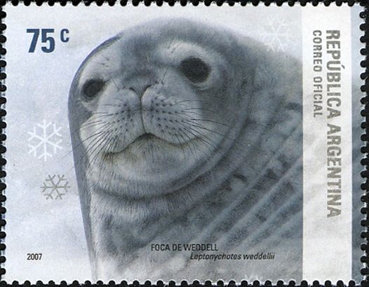 Weddell Seal (Leptonychetes weddelli)