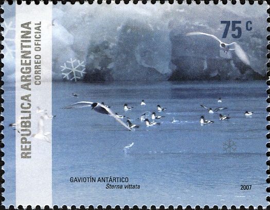 Antarctic Tern (Sterna vittata)