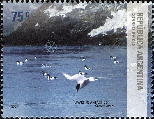 Antarctic Tern (Sterna vittata)