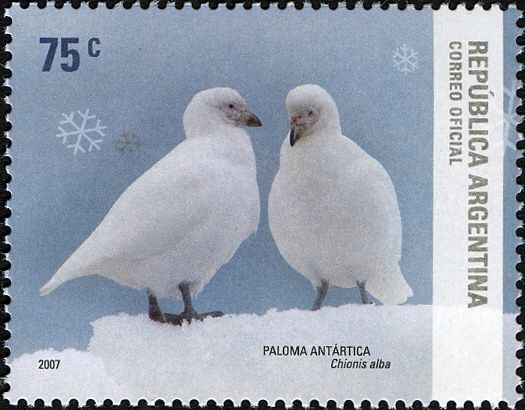 Snowy Sheathbill (Chionis alba)
