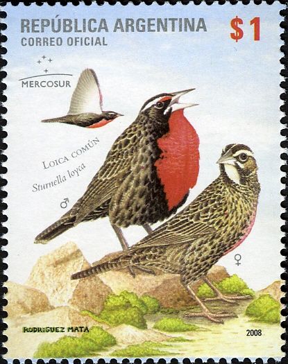 Long-tailed Meadowlark (Sturnella loyca)