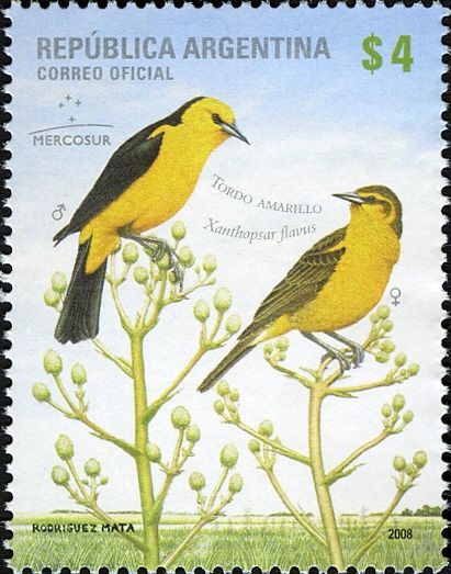 Saffron-crowled Blackbird (Xanthopsar flavus)