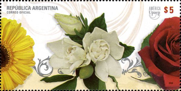 Gerbera, Gardenia & Rose