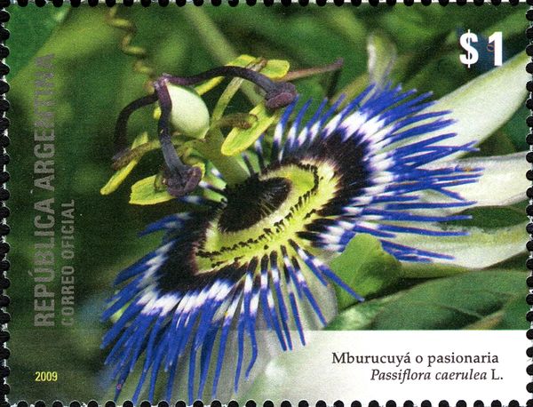 Passiflora caerulea
