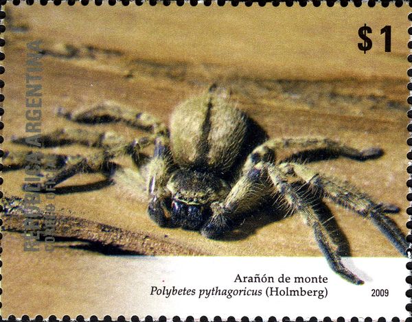 Mountain Huntsman (Polybetes pythagoricus)
