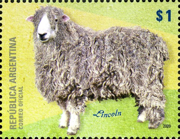 Lincoln (Ovis ammon aries)