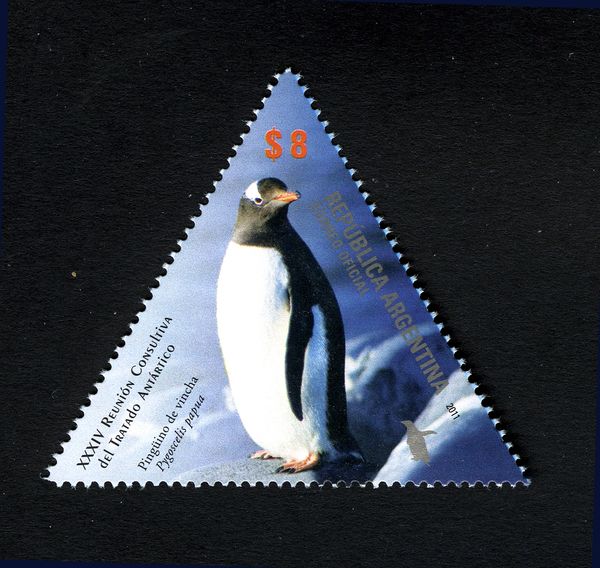 Gentoo Penguin (Pygoscelis papua)