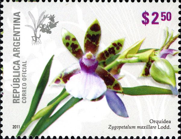 Lodd (Zygopetalum maxillare)
