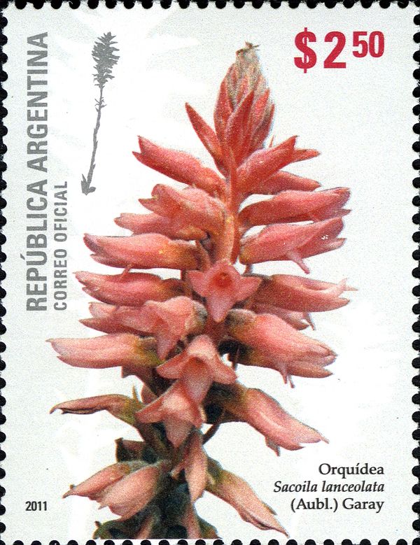 Garay (Sacoila lanceolata)