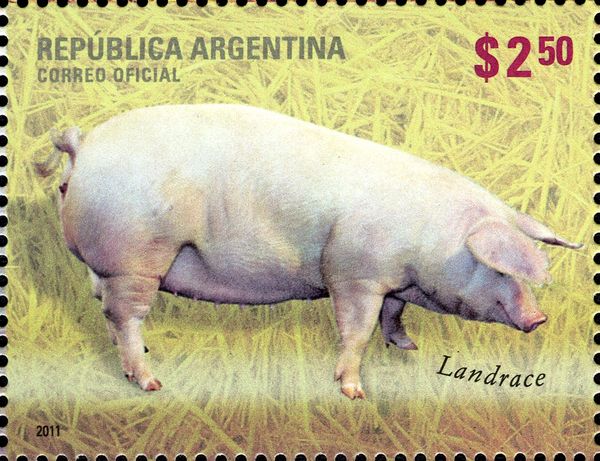 Landrace (Sus scrofa domestica)