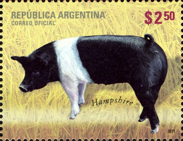 Hampshire (Sus scrofa domestica)
