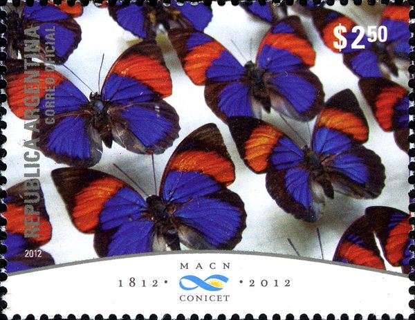 Butterfly (Agrias narcissus)