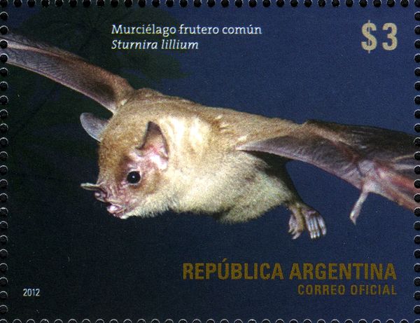 Little Yellow-shouldered Bat (Sturnira lilium)