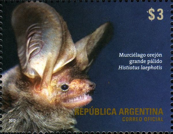 Thomas's Big-eared Brown Bat (Histiotus laephotis)