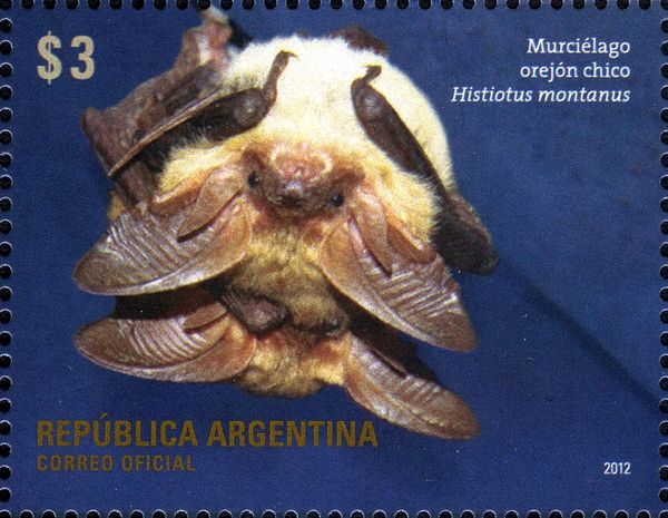 Small Big-eared Brown Bat (Histiotus montanus)