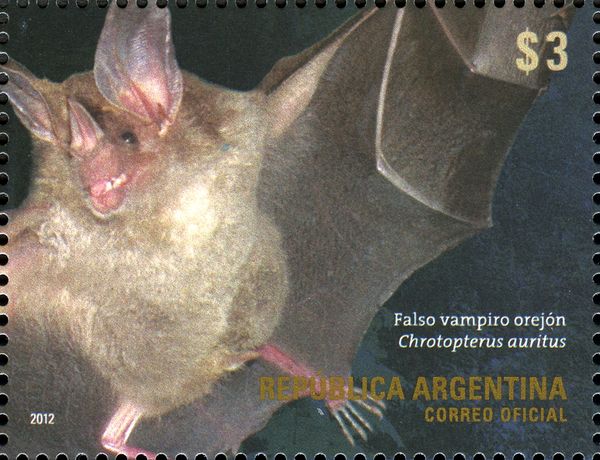 Big-eared Woolly Bat (Chrotopterus auritus)
