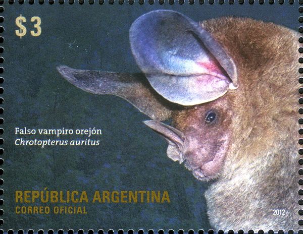 Big-eared Woolly Bat (Chrotopterus auritus)
