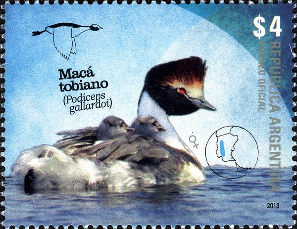 Hooded Grebe (Podiceps gallardoi)