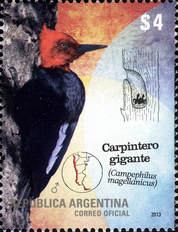 Magellanic Woodpecker (Campephilus magellanicus)