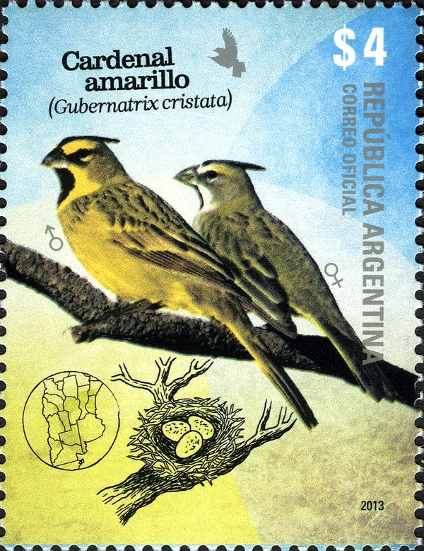 Yellow Cardinal (Gubernatrix cristata)
