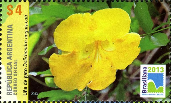 Cat's claw (Dolichandra unguis-cati)