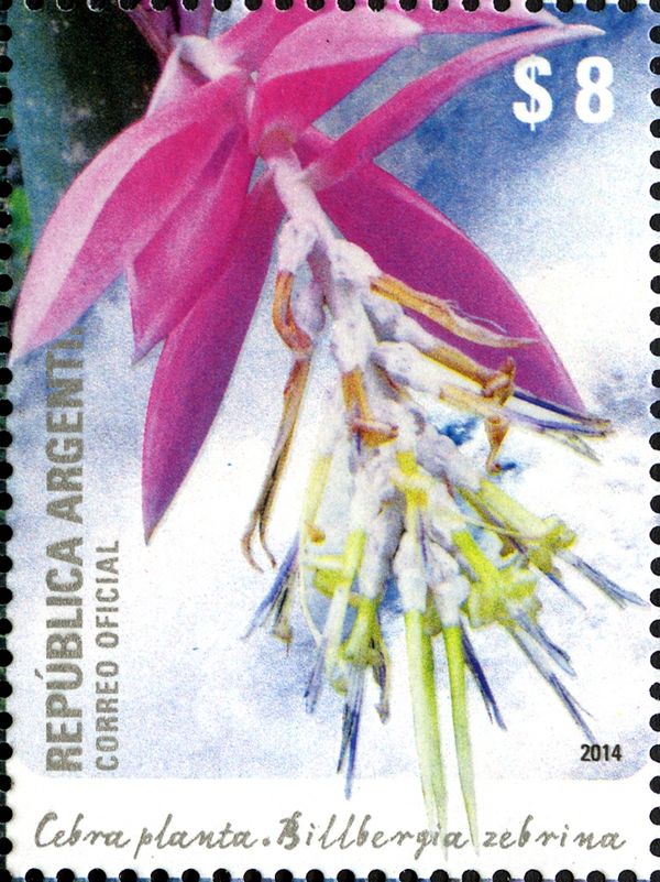 Billbergia zebrina