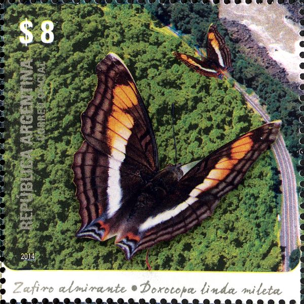 Linda's Emperor (Doxocopa linda mileta)