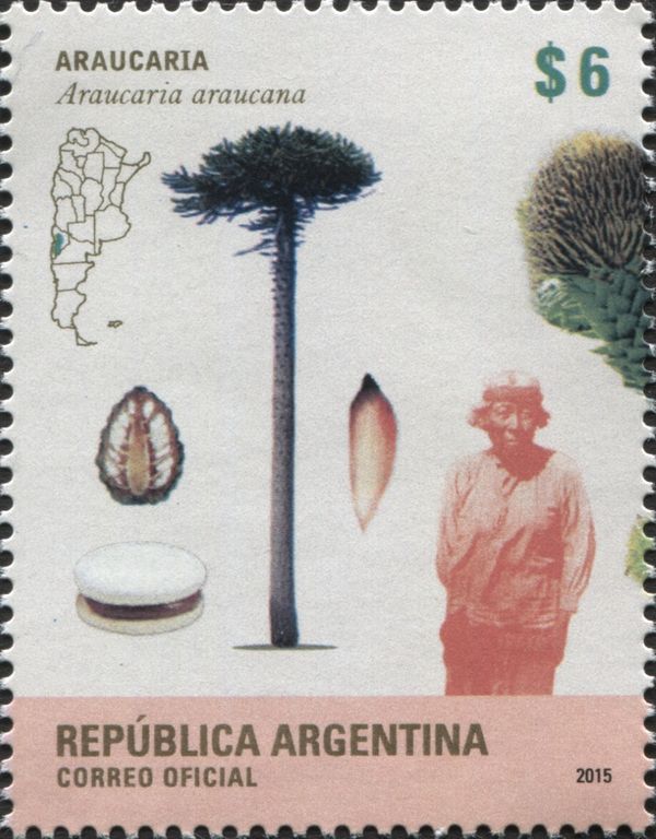 Monkey Puzzle (Araucaria araucana)