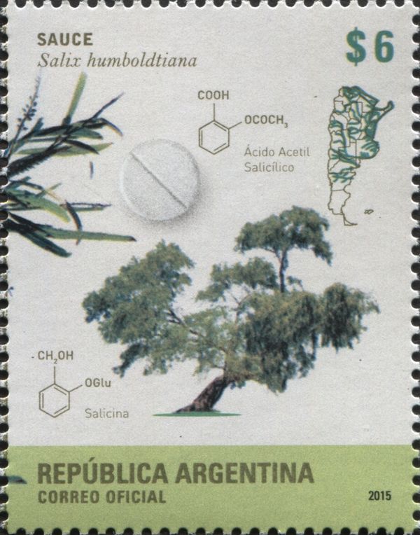 Humboldt's Willow or Sauce (Salix humboldtiana)