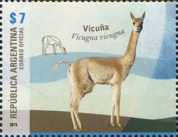 Vicugna (Vicugna vicugna)