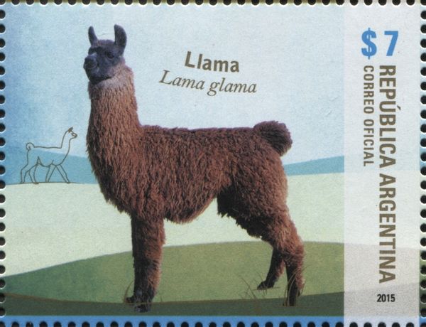 Lama (Lama glama)