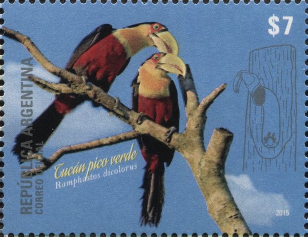 Red-breasted Toucan (Ramphastos dicolorus)