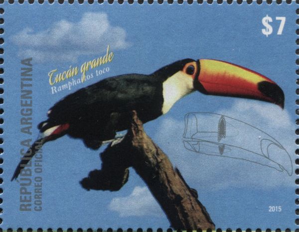 Toco Toucan (Ramphastos toco)
