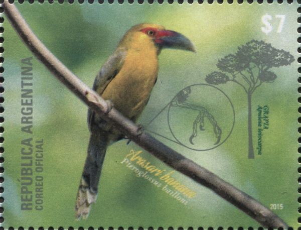Saffron Toucanet (Pteroglossus bailloni)