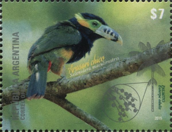 Spot-billed Toucanet (Selenidera maculirostris)