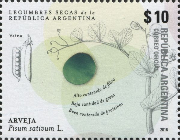 Pea or Arveja (Pisum sativum)
