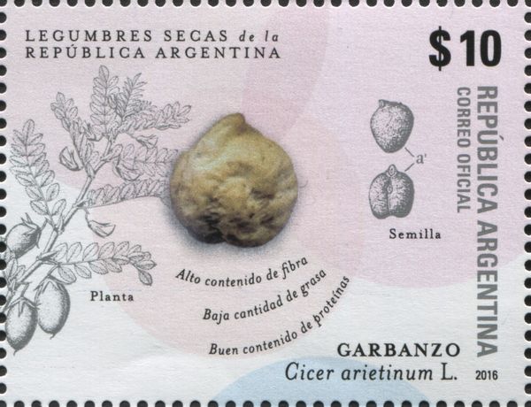 Chickpea or Garbanzo (Cicer arietinum)