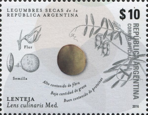 Lentil or Lenteja (Lens culinaris)