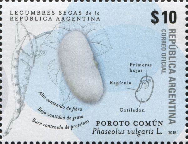Bean or Poroto Comun (Phaseolus vulgaris)