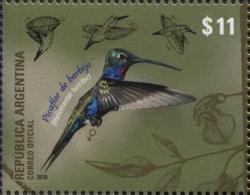 Blue-tufted Starthroat (Heliomaster furcifer)