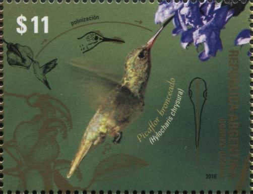 Gilded Hummingbird (Hylocharis chrysura)
