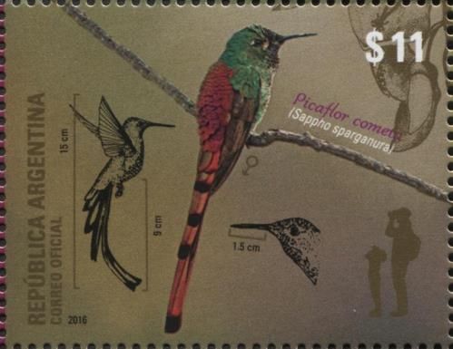Red-tailed comet (Sappho sparganura)