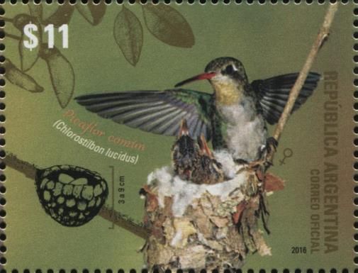 Glittering-bellied Emerald (Chlorostilbon lucidus)