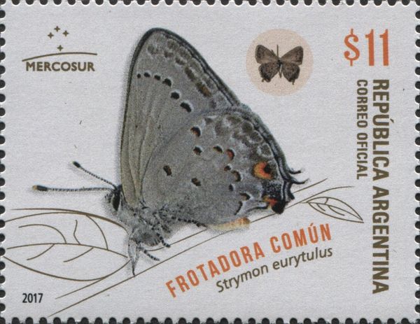 Frotadora Común (Strymon eurytulus)