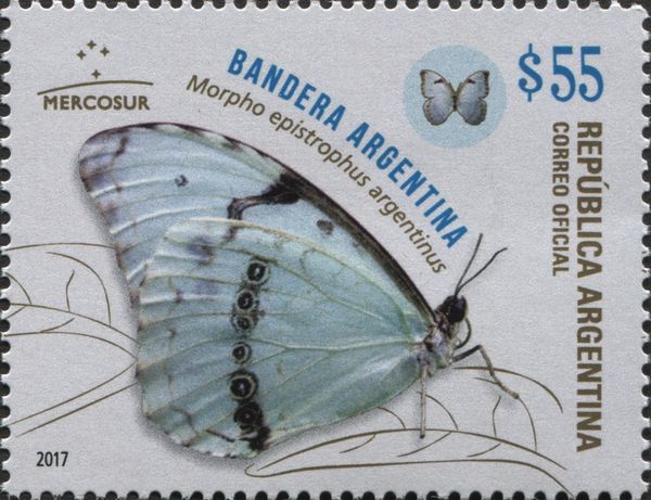 Bandera Argentina (Morpho epistrophus argentinus)